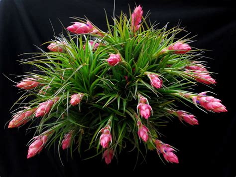 Tillandsia stricta (Upright Air Plant) - World of Flowering Plants