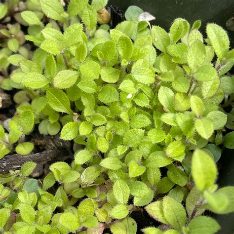 New England Aster (Symphyotrichum novae-angliae) Seeds – Wild Seed Project