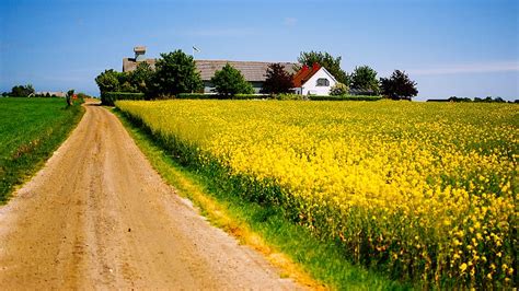 HD wallpaper: sweden, skåne county, canola, flowers, yellow, contrast, road | Wallpaper Flare