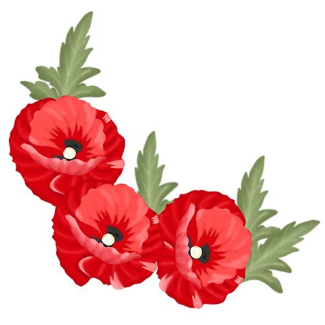 Free poppy flower illustration 23451051 PNG with Transparent Background