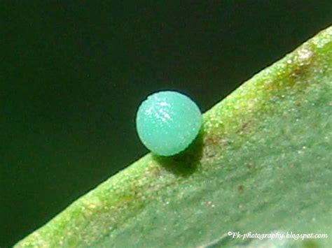 Moth Eggs Pictures | Nature, Cultural, and Travel Photography Blog