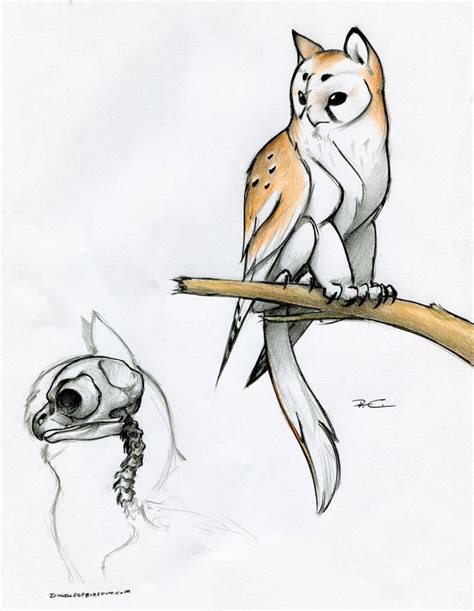 Owl Griffin skull anatomy by RobtheDoodler on DeviantArt