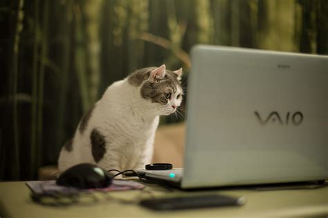 Free download | HD wallpaper: cat, laptop | Wallpaper Flare