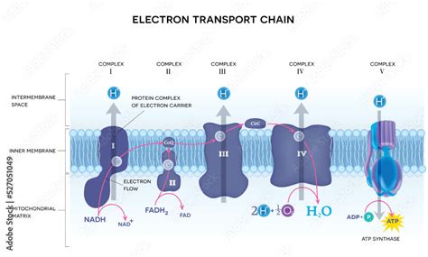 Oxidative Phosphorylation Electron Transport Chain