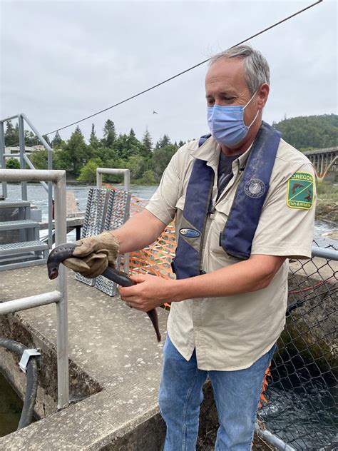 At Winchester Dam, Every Pacific Lamprey Counts - Cow Creek Band of Umpqua Tribe of Indians