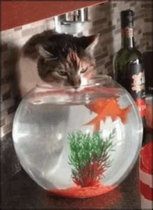 Fish Bowl Cat GIF - Fish Bowl Cat Fish - Discover & Share GIFs