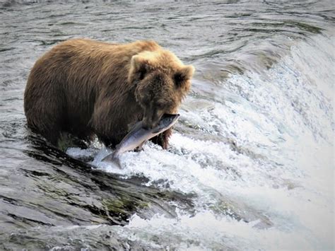 Brooks Falls (Katmai National Park and Preserve, AK): Top Tips Before ...