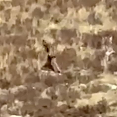 Colorado’s Recent Bigfoot Video Is Probably a Prank—Right?