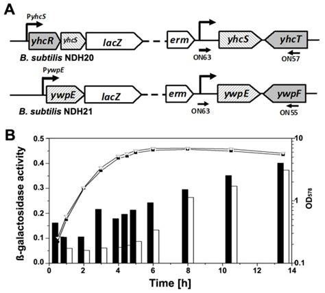 Transcriptional fusion of the lacZ reporter gene to the yhcS and ywpE ...