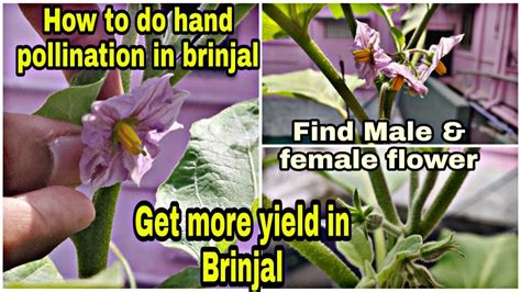 Brinjal flower pollination in TAMIL || eggplant flower hand pollination | flower pollination ...