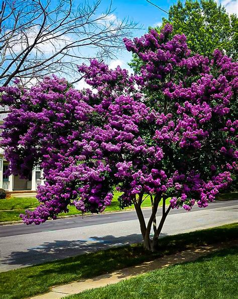 Purely Purple Black Diamond Crape Myrtles For Sale | The Tree Center