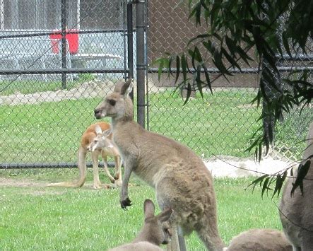 Visiting Potawatomi Zoo -Action Economics