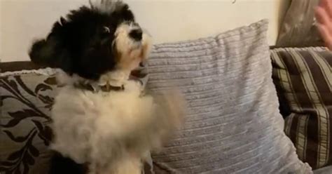 5 TikTok Pet Challenges That Are Perfect for National Puppy Day