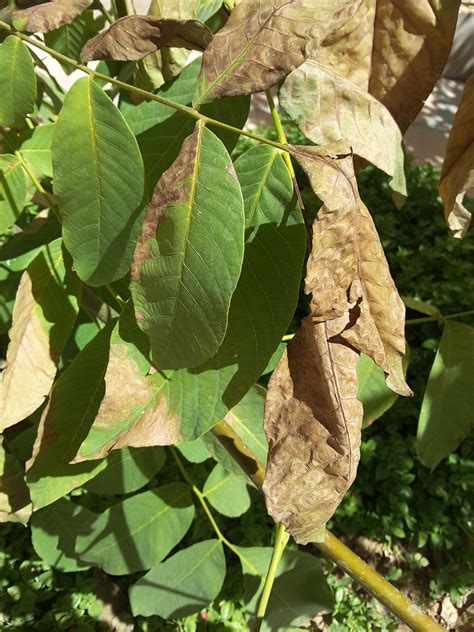 Walnut | walnut tree leaves dry on tree