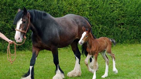 Shire Foal Born at Tatton Park - What's On MCR