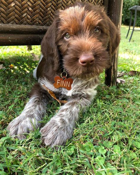 14 Reasons to Adore Wirehaired Pointing Griffons - PetPress