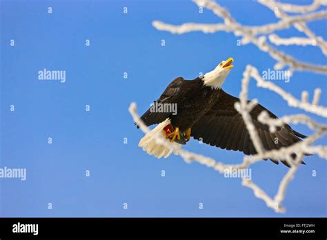 Bald Eagle flying, Alaska, USA Stock Photo - Alamy