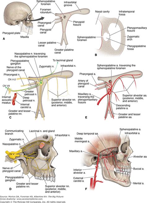 Chapter 22. Pterygopalatine Fossa | The Big Picture: Gross Anatomy ...