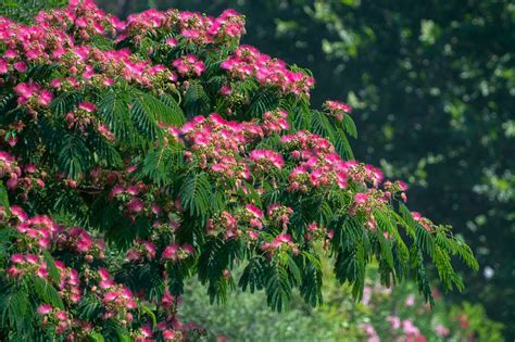 Albizia Julibrissin Rosea Seeds Pink Silk Tree 10 Seeds, 42% OFF