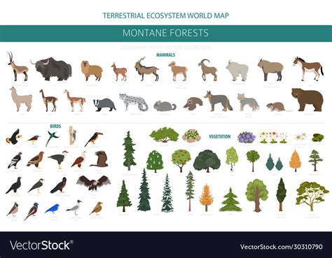 Montane forest biome natural region infographic Vector Image