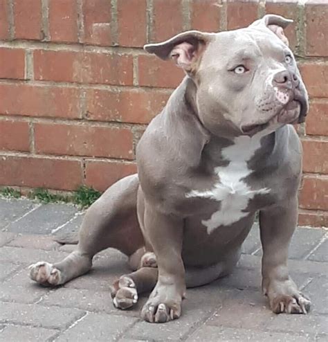 Pocket bully dog | in Portsmouth, Hampshire | Gumtree