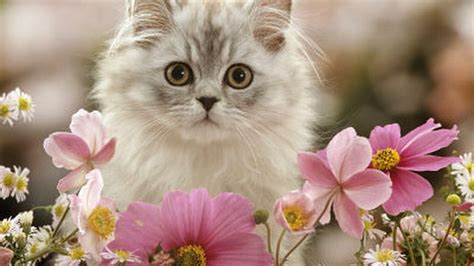 HD wallpaper: Silver Tabby Among Flowers, sweet, cute, animal, animals ...