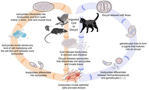 Toxoplasmosis life cycle en - Toxoplasma gondii - Wikipedia, the free encyclopedia | Cat ...