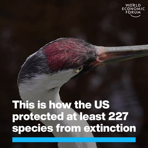 US’s Endangered Species Act Helped Save At Least 227 Species | World Economic Forum