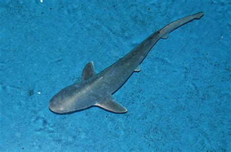 Animal Updates – June 28 | Sandbar shark, Shark, Pup