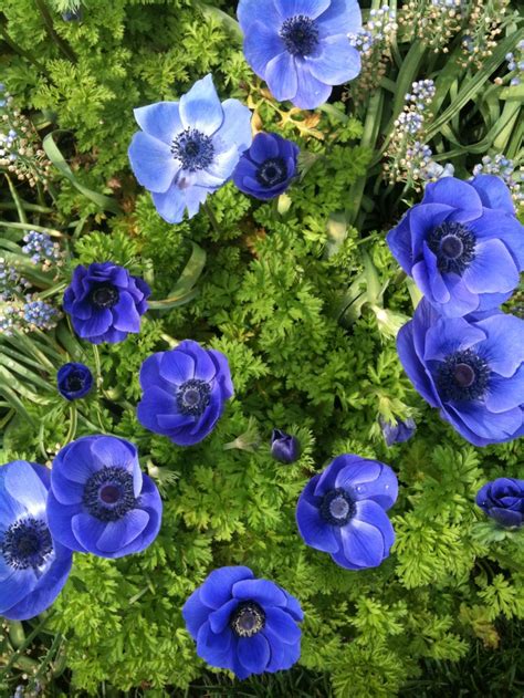 blue poppies