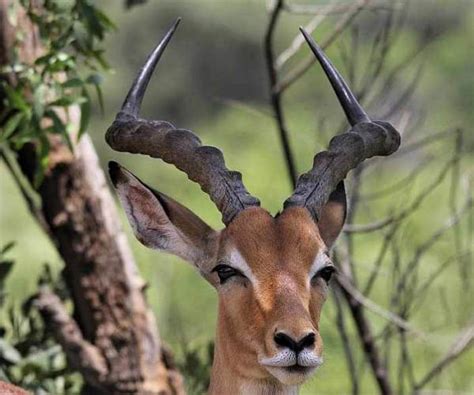 African animals with horns are facing a dire fate due to hunting ...