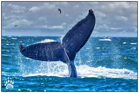 Humpback Whale Fluke, Whale Tail Fluke, Marine Life Photography, Whale ...