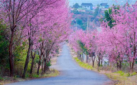 Lịch trình du lịch Đà Lạt cuối tuần cho dân công sở