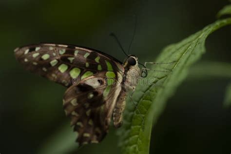 Tailed Jay Butterfly stock image. Image of tail, nature - 253683019