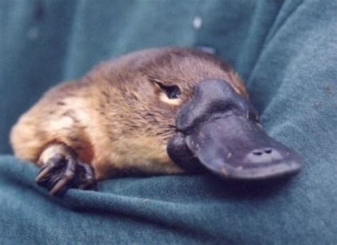 Pin by Haruna Yamaguchi on Platypuses | Weird animals, Baby platypus, Cute australian animals