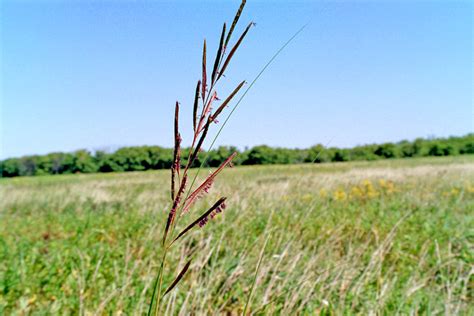 Prairie Cordgrass - Pawnee Buttes Seed Inc.