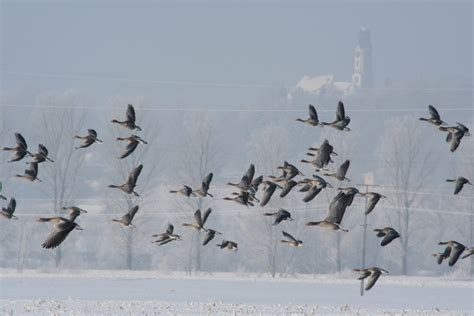 Free Images : snow, winter, fly, formation, fauna, goose, vertebrate ...