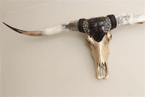 XL Longhorn Original Longhornskull Longhorn Skull Real - Etsy