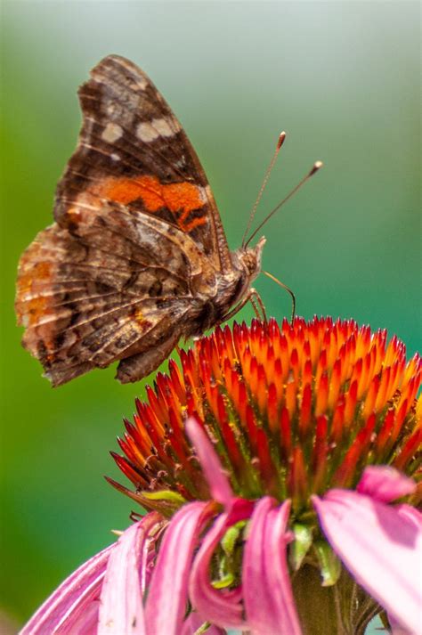 Indiana Butterfly - Photo by: Austin Rettinghouse | Butterfly photos, Animal photography, Animals