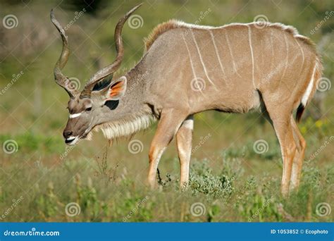 Kudu Antelope, Etosha National Park, Namibia Stock Photography - Image: 1053852