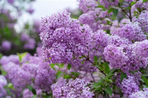 Lilac Varieties To Plant For The Most Fragrant Garden - Simplemost