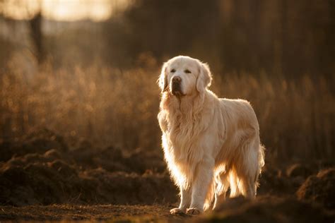 Field Golden Retriever: A Friendly Dog With a Great Work Ethic