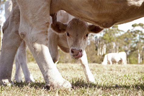 New Campaign Takes Aim at Dairy’s Darkest Secret - Mercy For Animals