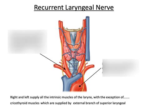 Thyroid Anatomy Recurrent Laryngeal Nerve