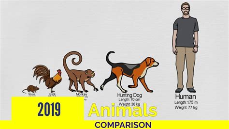 Animals Size Comparison - YouTube