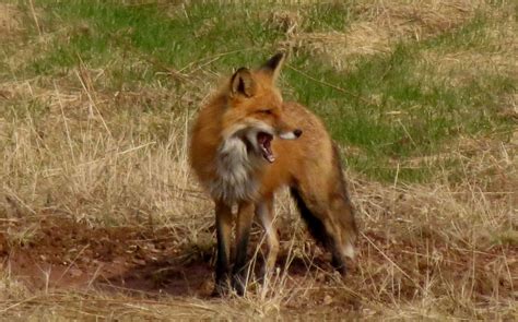 Battling Invasive Species: Red Foxes, Rabbits, and Prickly Pear - The Seeker, Magi Nams