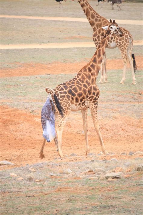 Mum giving birth. Photo credit Simon Dower, Zoos SA - Monarto Zoo