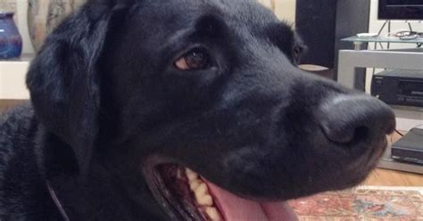 Pets of the week: Labrador Retriever Rescue of Florida