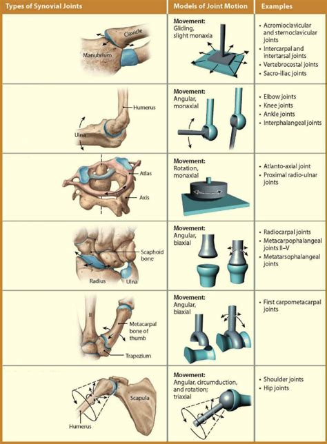 Types of Synovial Joints Diagram | Quizlet