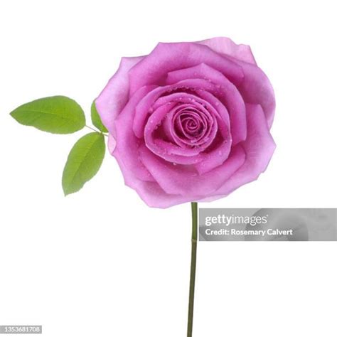 Rose Stem Photos and Premium High Res Pictures - Getty Images